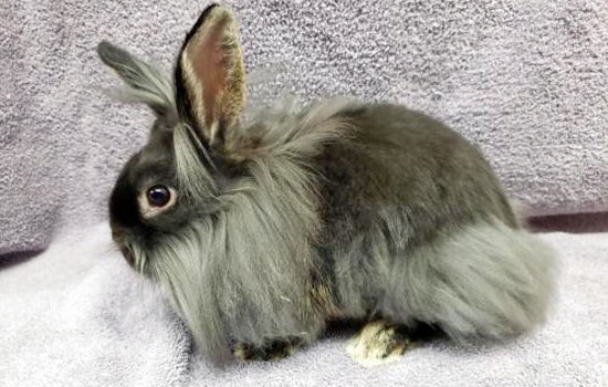 Rabbits in San Diego looking for their furr-ever homes