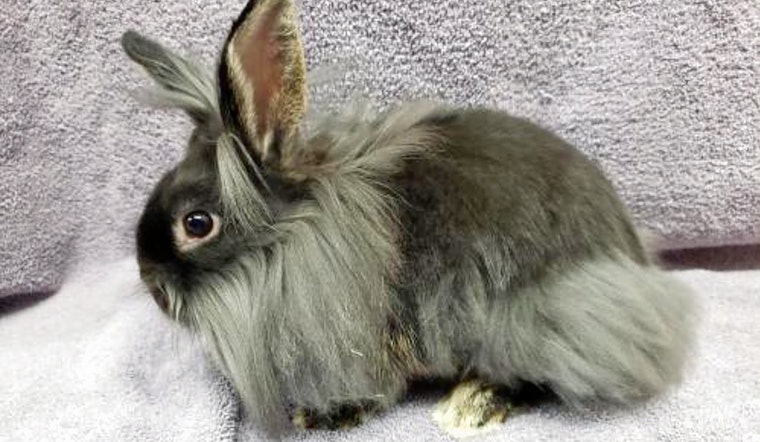 Rabbits in San Diego looking for their furr-ever homes