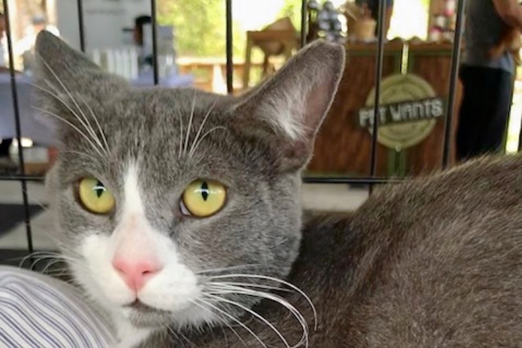 Cats in Miami looking for their furr-ever homes