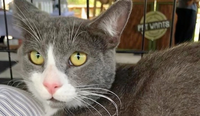 Cats in Miami looking for their furr-ever homes