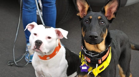 Bernal Heights Dispensary To Host Rocket Dog Rescue Fundraiser