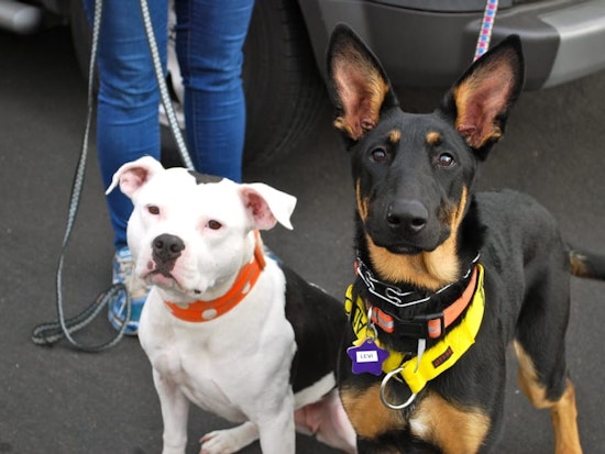 Bernal Heights Dispensary To Host Rocket Dog Rescue Fundraiser