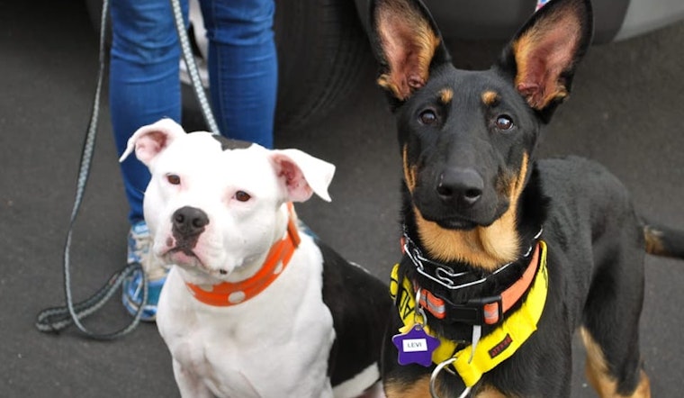 Bernal Heights Dispensary To Host Rocket Dog Rescue Fundraiser