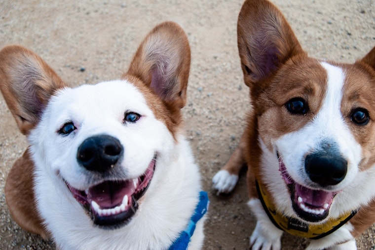 Go free this week with these 4 no-cost events in San Diego