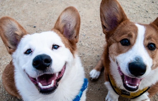 Go free this week with these 4 no-cost events in San Diego