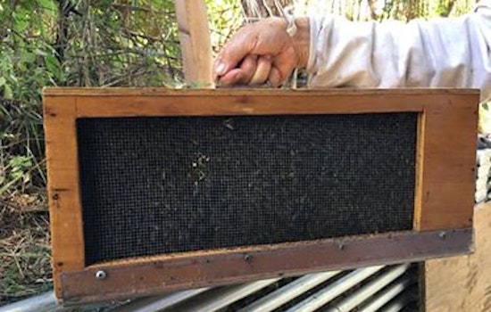 Buzz Off: 40,000 Bees Removed From Castro Courtyard