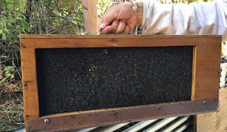 Buzz Off: 40,000 Bees Removed From Castro Courtyard
