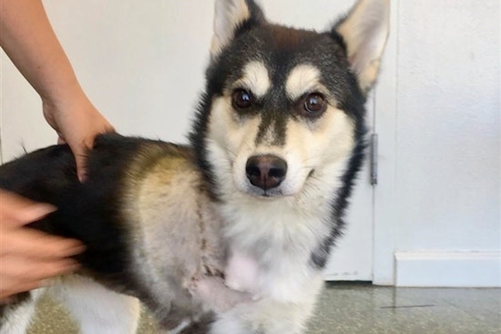 Puppies in Fresno looking for their furr-ever homes