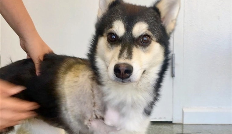 Puppies in Fresno looking for their furr-ever homes