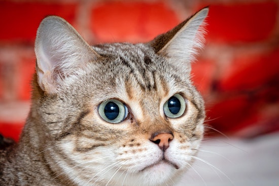 Cats in Tulsa looking for their furr-ever homes