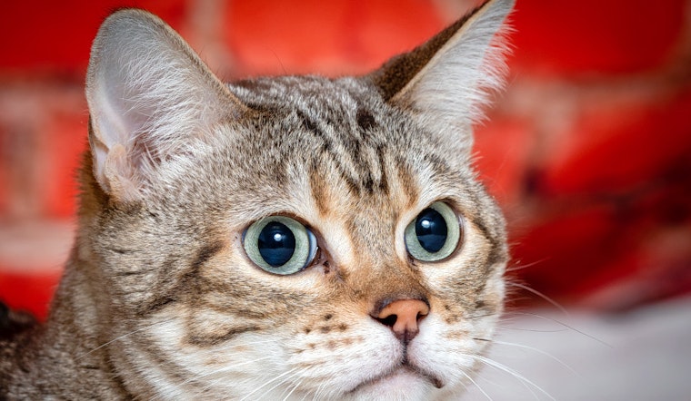 Cats in Tulsa looking for their furr-ever homes