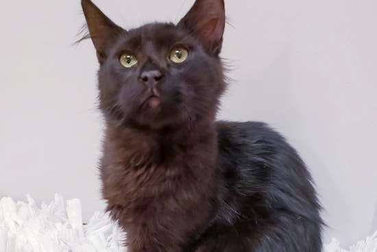 Kittens in Mesa looking for their furr-ever homes
