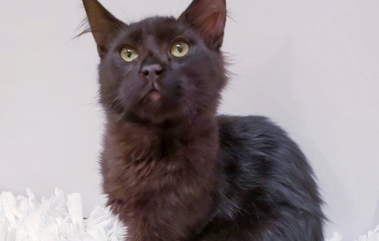 Kittens in Mesa looking for their furr-ever homes