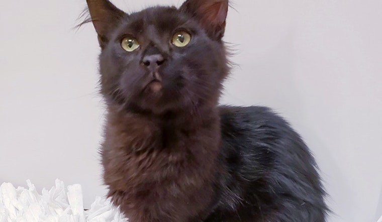 Kittens in Mesa looking for their furr-ever homes