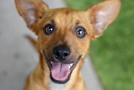 Puppies in Santa Ana looking for their furr-ever homes