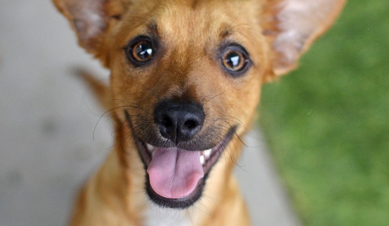 Puppies in Santa Ana looking for their furr-ever homes