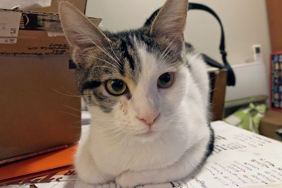 Kittens in Anaheim looking for their furr-ever homes