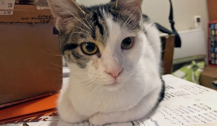 Kittens in Anaheim looking for their furr-ever homes