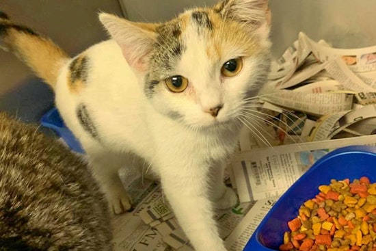 Cats in Washington looking for their furr-ever homes