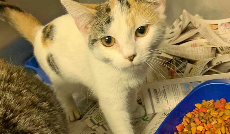 Cats in Washington looking for their furr-ever homes