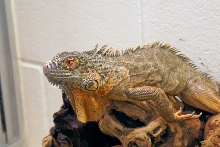 Off-the-beaten-path pets for adoption in and around Boston