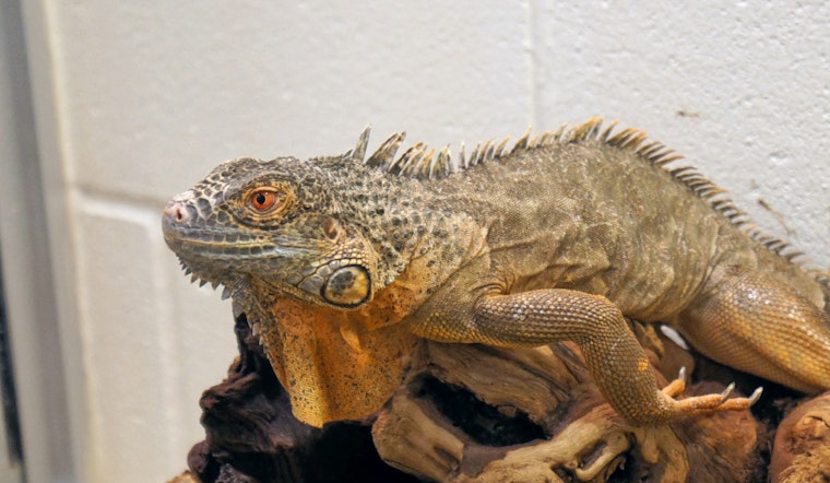 Off-the-beaten-path pets for adoption in and around Boston