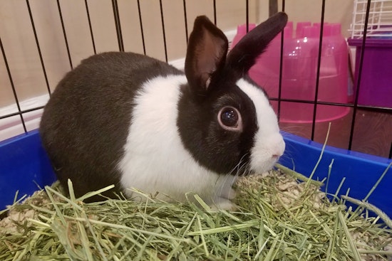 Rabbits in Philadelphia looking for their furr-ever homes