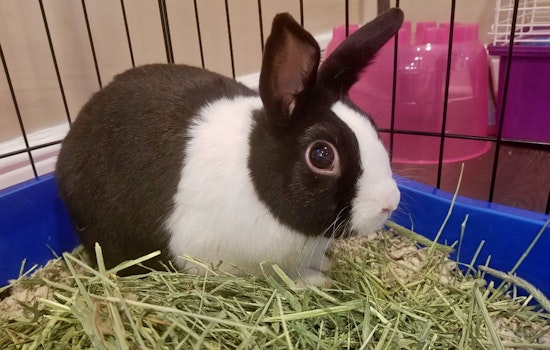 Rabbits in Philadelphia looking for their furr-ever homes