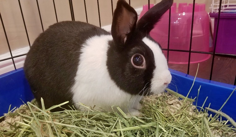 Rabbits in Philadelphia looking for their furr-ever homes