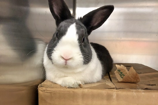 Rabbits in New York City looking for their furr-ever homes