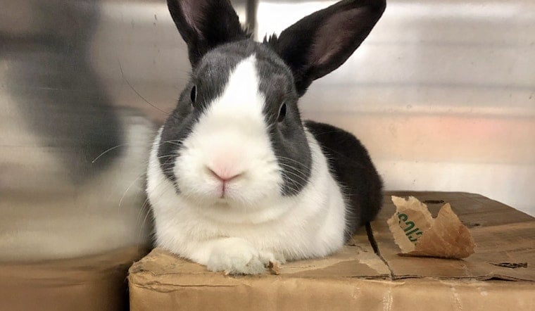 Rabbits in New York City looking for their furr-ever homes