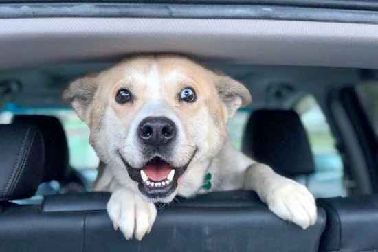 Dogs in Pittsburgh looking for their furr-ever homes