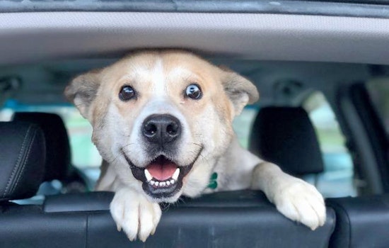 Dogs in Pittsburgh looking for their furr-ever homes