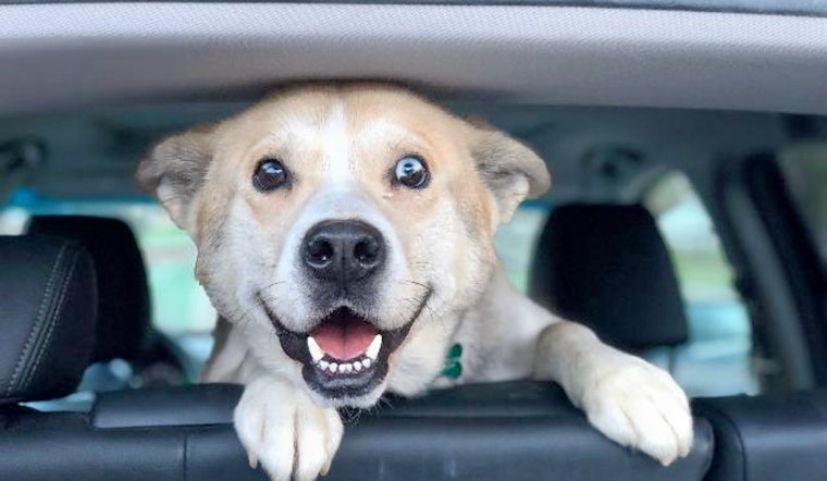 Dogs in Pittsburgh looking for their furr-ever homes