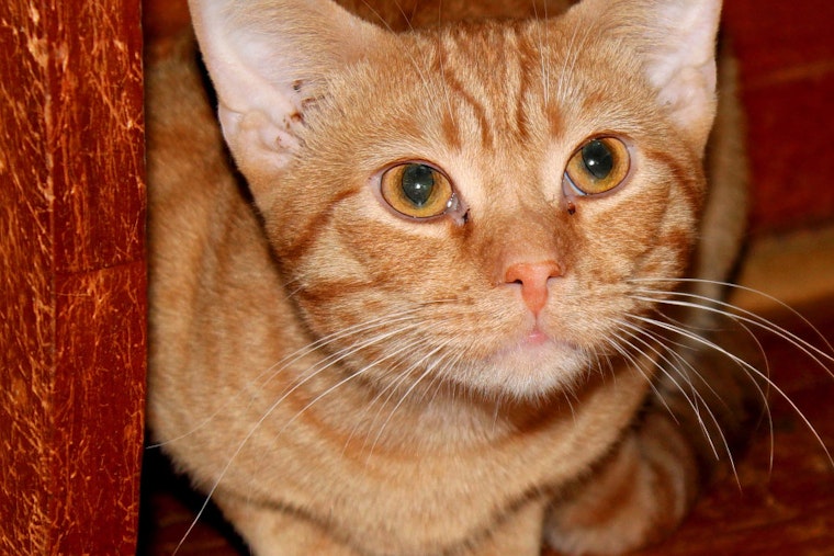 Kittens in Columbus looking for their furr-ever homes