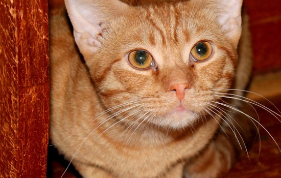 Kittens in Columbus looking for their furr-ever homes