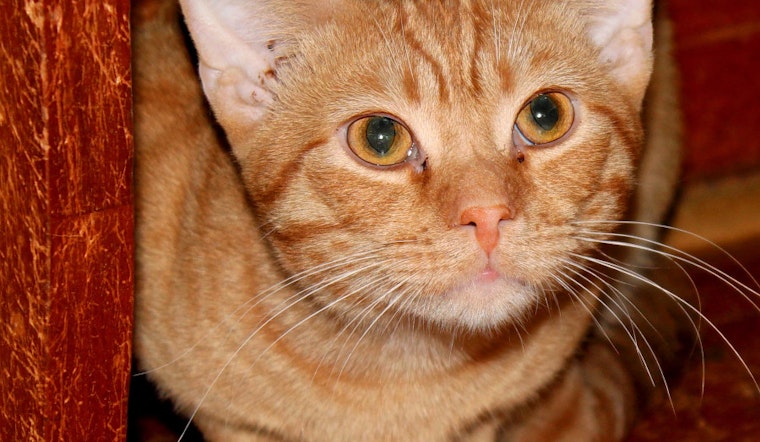 Kittens in Columbus looking for their furr-ever homes