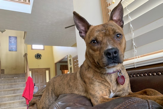 Puppies in Cleveland looking for their furr-ever homes