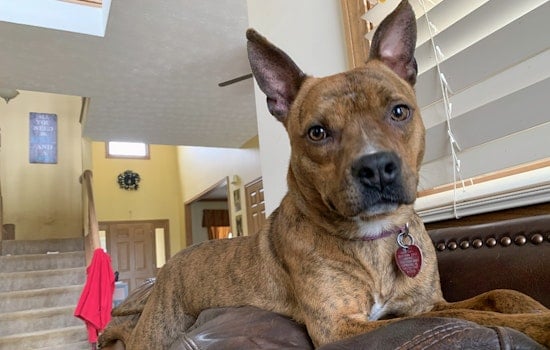 Puppies in Cleveland looking for their furr-ever homes