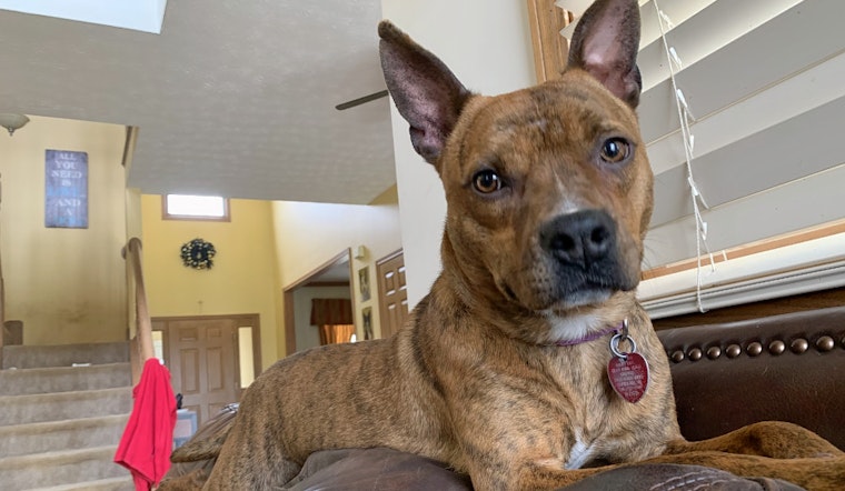 Puppies in Cleveland looking for their furr-ever homes