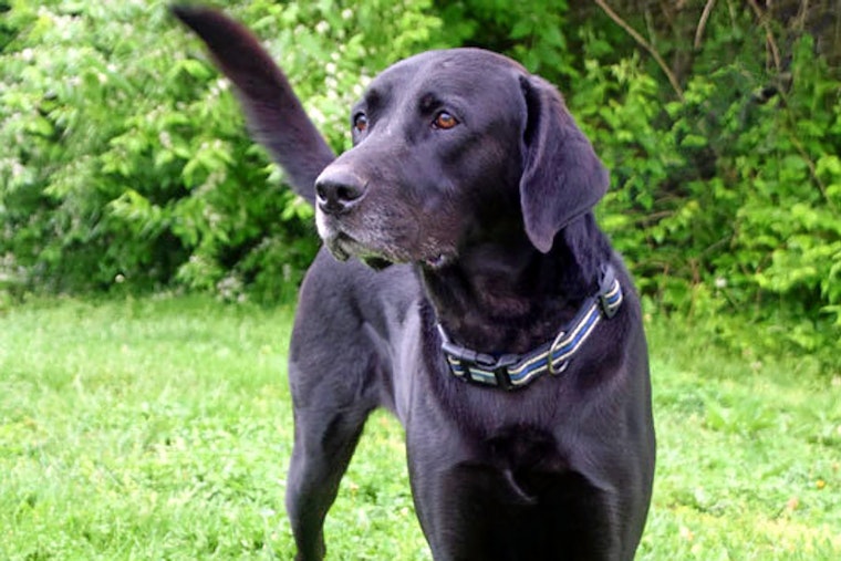 Dogs in Cincinnati looking for their furr-ever homes