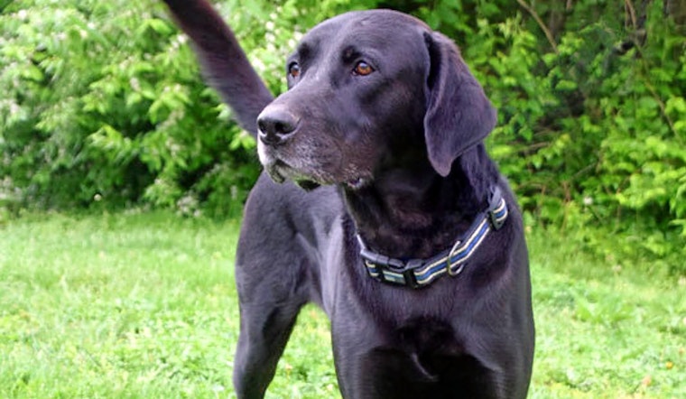 Dogs in Cincinnati looking for their furr-ever homes