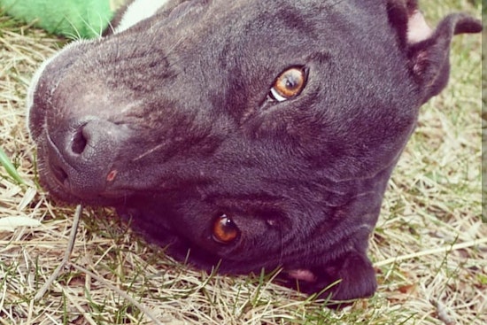 Dogs in Detroit looking for their furr-ever homes