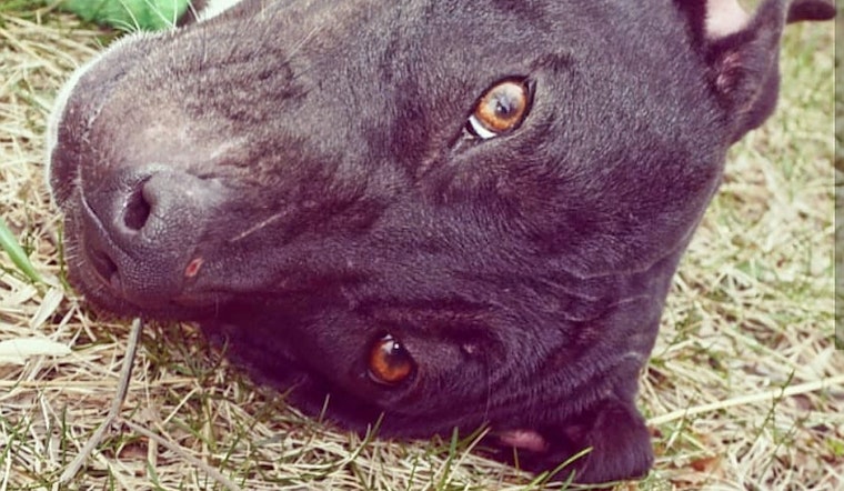 Dogs in Detroit looking for their furr-ever homes