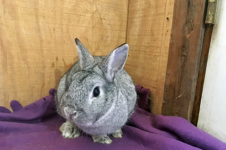 Rabbits in Baltimore looking for their furr-ever homes