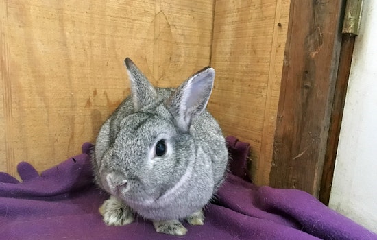 Rabbits in Baltimore looking for their furr-ever homes