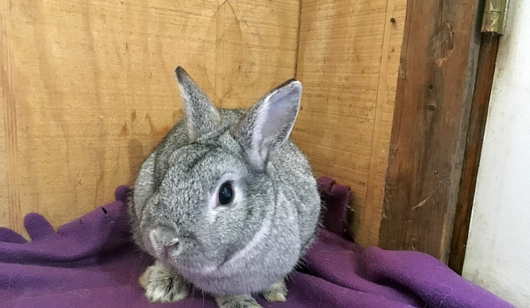 Rabbits in Baltimore looking for their furr-ever homes