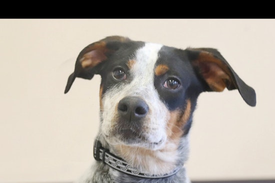 Puppies in Louisville looking for their furr-ever homes