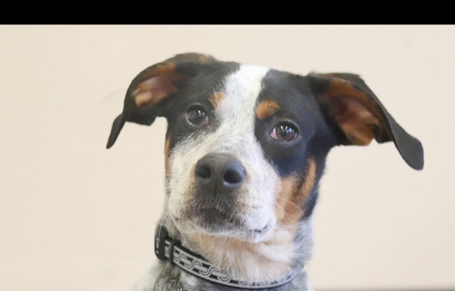 Puppies in Louisville looking for their furr-ever homes
