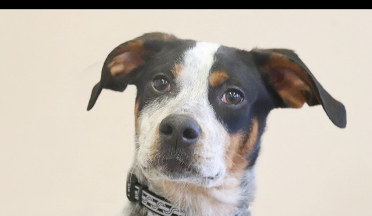 Puppies in Louisville looking for their furr-ever homes
